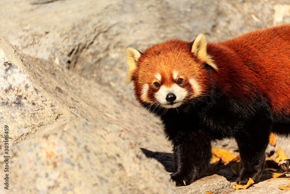 Obraz premium Red Panda, Firefox or Lesser Panda (Ailurus fulgens)