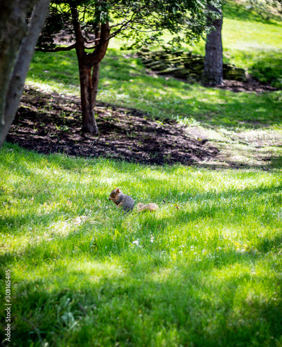 Squirrel in field at a park in Cleveland, Ohio