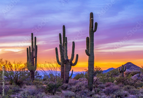 Stand of Saguaro Cactus At Sunset In Arizona