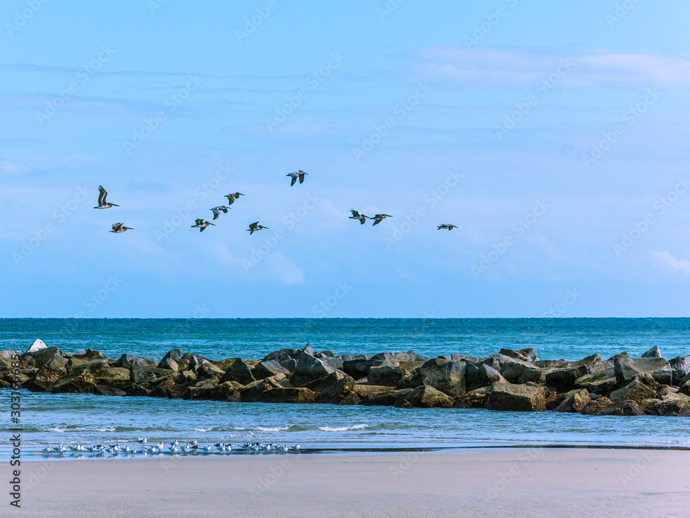 Pelicans Above & Seagulls Below