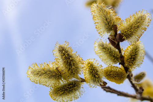 willow yellow bloomed,Pussy willow Salix blooming in spring © retbool