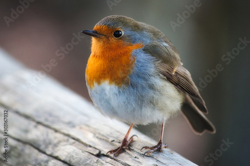 Tela Close-up portrait of a beautiful robin with red breast perched on a branch