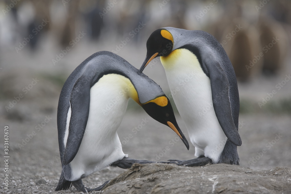 Fototapeta premium King penguin mating ritual