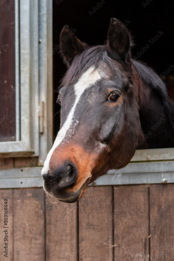 Naklejka premium Schwarzes Pferd mit weißer Laterne und braun-schwarzen Nüstern schaut aus seiner Pferdebox heraus und wartet auf das Springreiten, Turnier, Training oder die Dressur