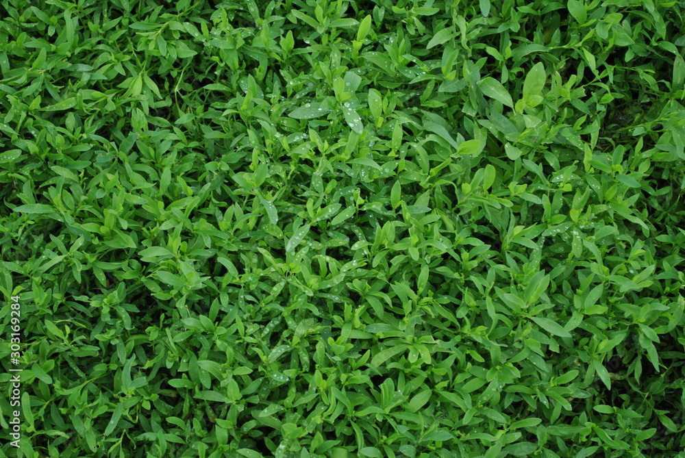 green grass green grass