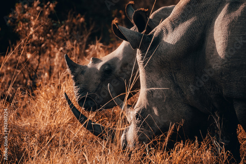 Rhino mother feeding with child