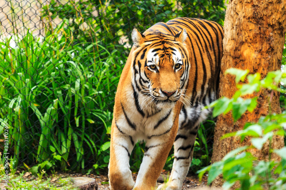Tiger in captivity, 