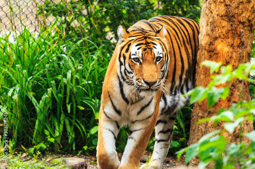 Tiger in captivity  