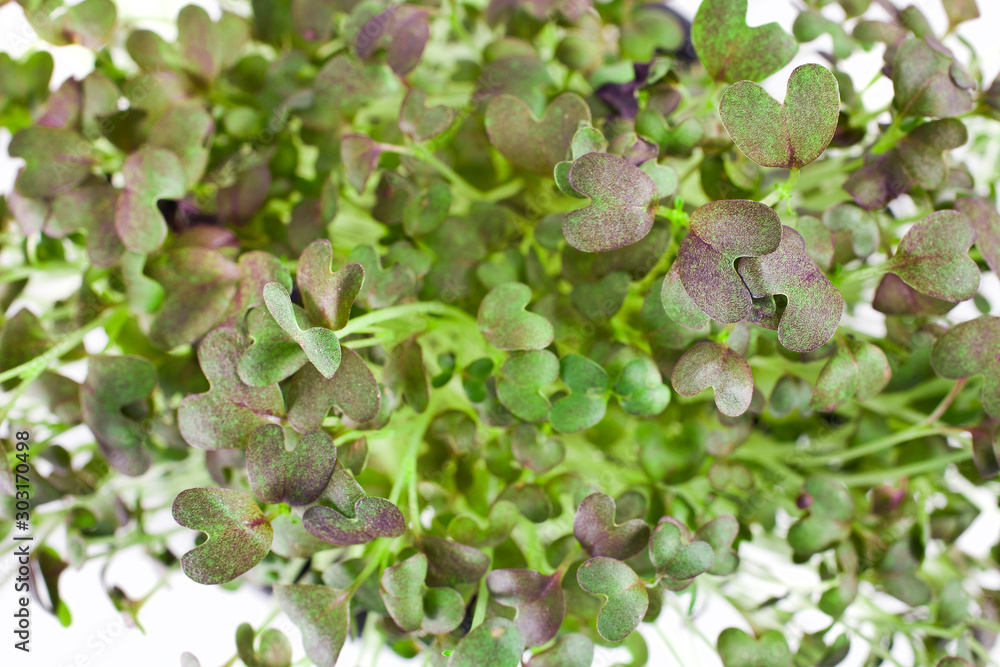 Mizuna microgreen of japanese mustard on a white background. Top view. Mizuna microgreen of japanese mustard on a white background. Top view.