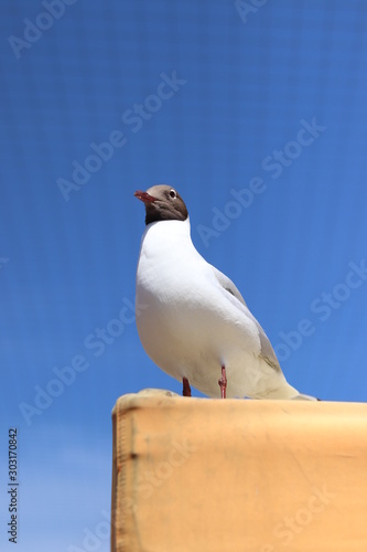 seagull on blue sky