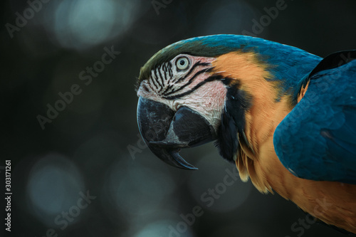 Beautiful parrot head