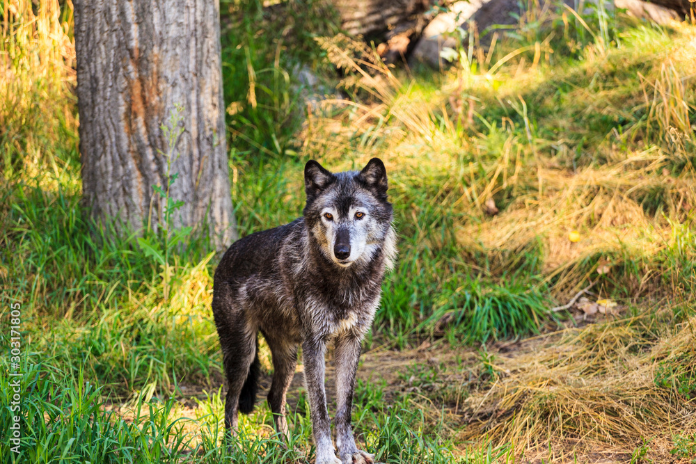 Gray wolf portrait close up. A perfct  predator. 