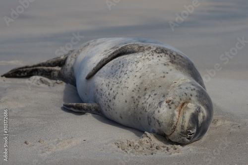 Leopard Seal (Hydrurga leptonyx) resting on a sandy beach Bleaker Island in the Falkland Islands. photo