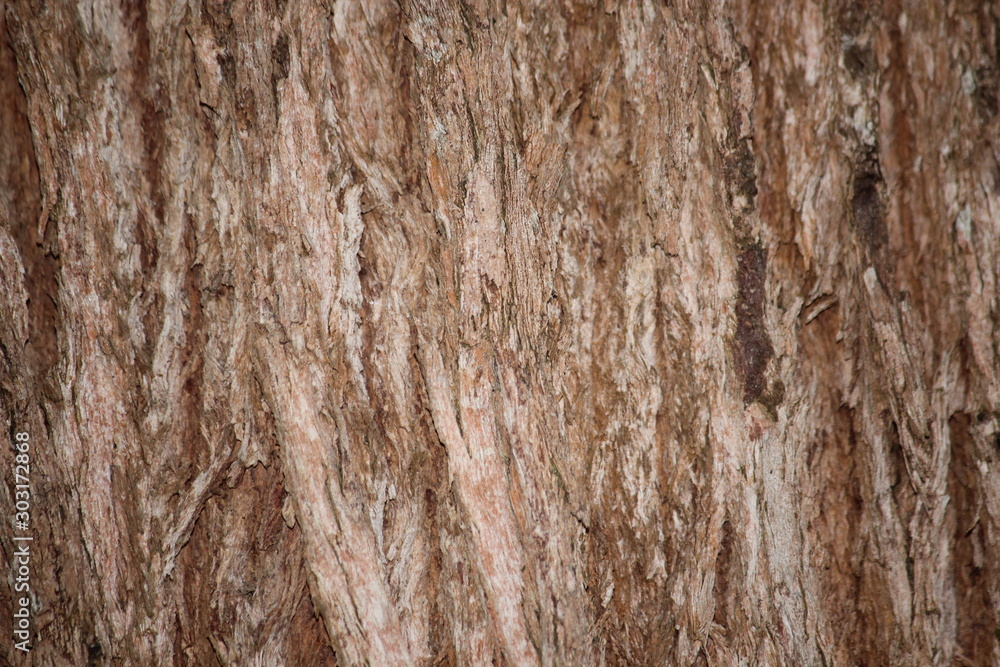 tree bark trunk background tree bark trunk background