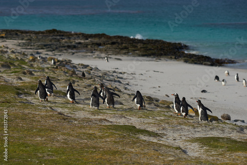 Gentoo Penguins  Pygoscelis papua  returning to the colony across sheep pasture on Bleaker Island in the Falkland Islands.