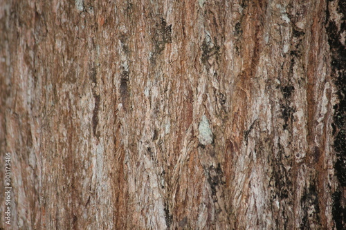 tree bark trunk background