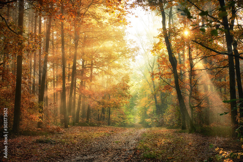 Autumn morning in the forest © Piotr Krzeslak