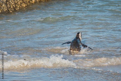 Penguin taking a swim