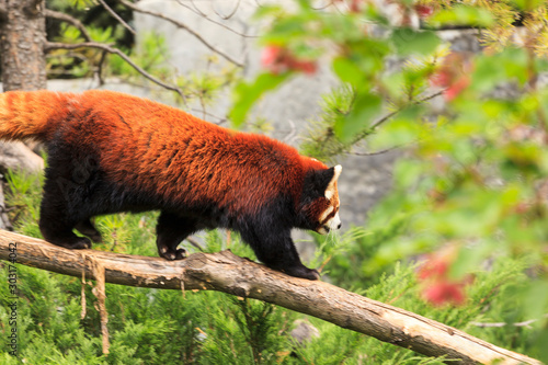 Red Panda, Firefox or Lesser Panda (Ailurus fulgens) © Thomas Sztanek