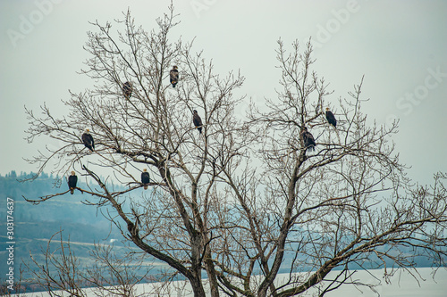 Group of Eagles, on tree near mouth of Klickitat River in Washington. photo