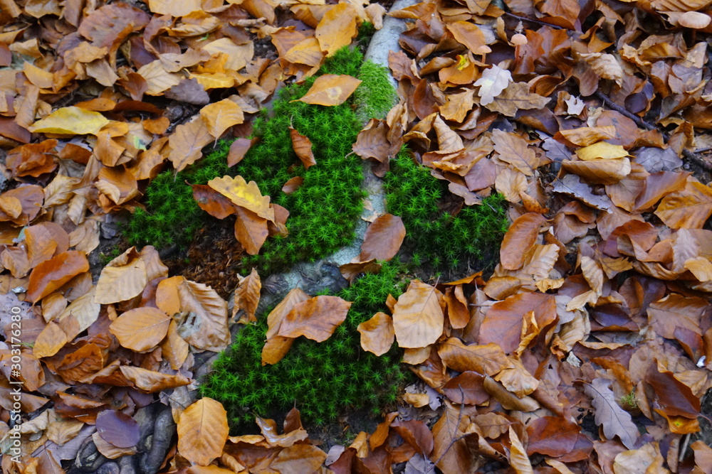 Hübsches sternförmiges Moos in einem Wald mit herbstlich braunen Blättern Hübsches sternförmiges Moos in einem Wald mit herbstlich braunen Blättern