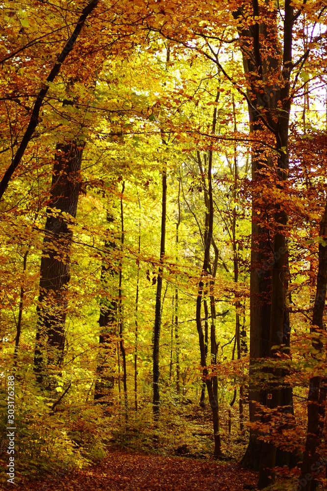 Ein schöner goldener Herbst in einem Wald mit Bäumen und gelb braunen Blättern