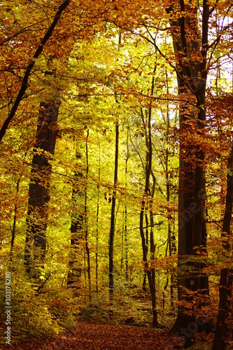 Ein sch  ner goldener Herbst in einem Wald mit B  umen und gelb braunen Bl  ttern