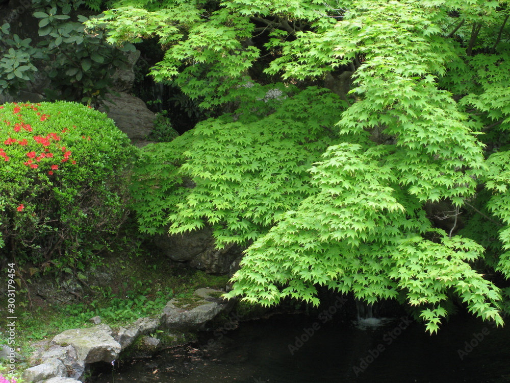 池の紅葉 池の紅葉