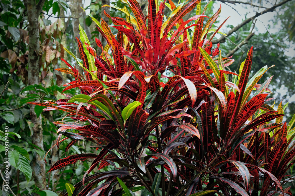 Fototapeta premium Croton that use brightly colored leaves to decorate the garden.