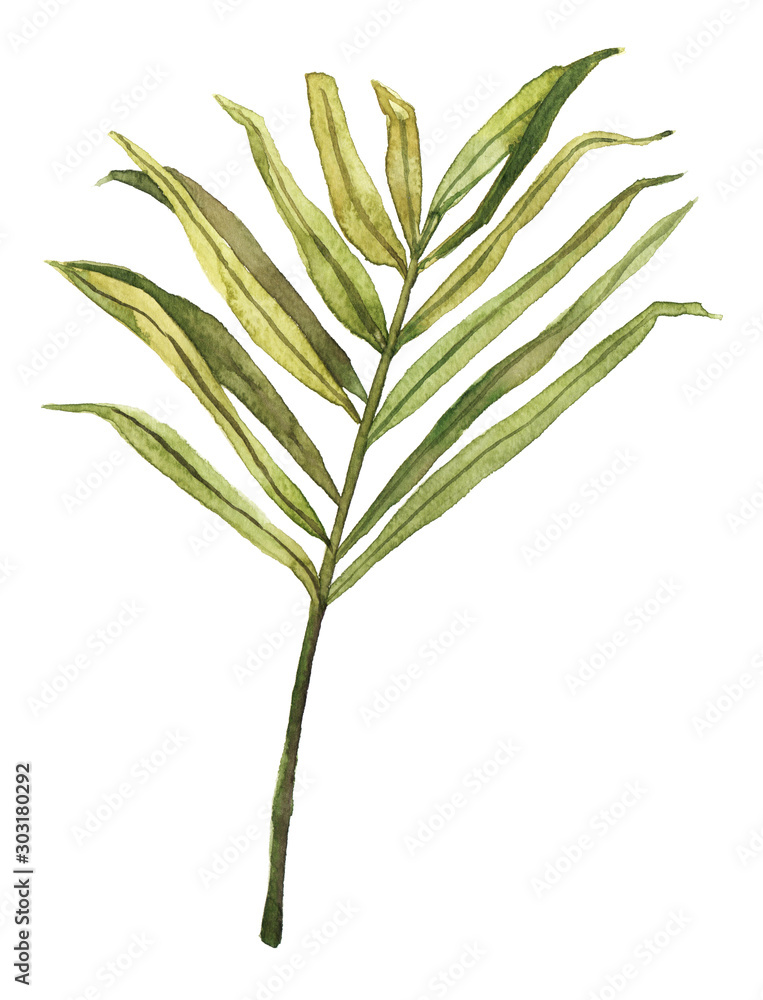 Obraz premium Watercolor hand drawn rainforest tropical leaf botanical illustration isolated on white background