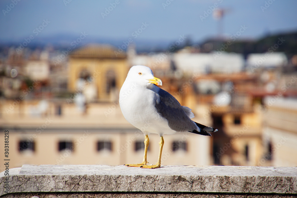 seagull on post