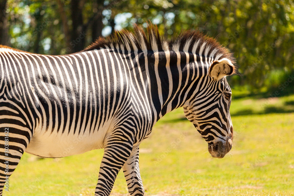 Zebras on grassland in one of the National park of Kenya and border of Tanzania Africa Zebras on grassland in one of the National park of Kenya and border of Tanzania Africa