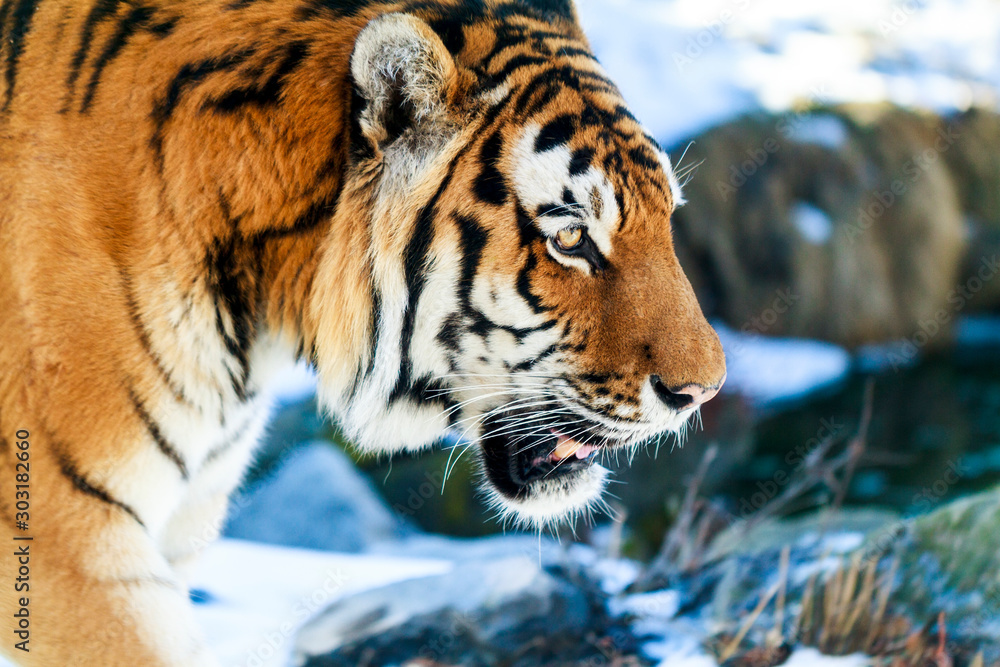 Obraz premium Close up of a Siberia Tiger in natural seting