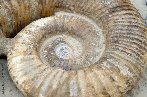 Petrified ammonite, closeup. Spiral fragment of petrified ammonite.