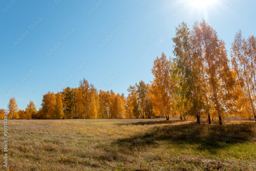 Fototapeta premium Autumn in the forest