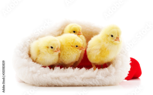 Canvas Print Many chicks in Christmas.