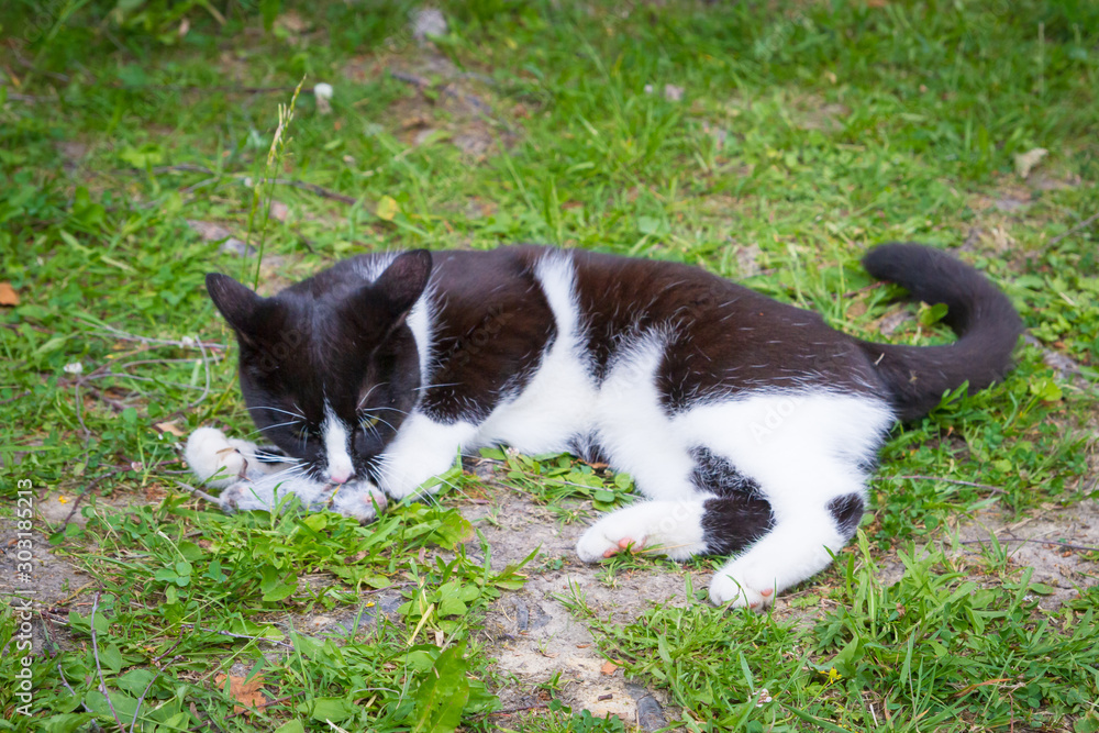 Black and white house cat caught a gray mouse and plays with it Black and white house cat caught a gray mouse and plays with it