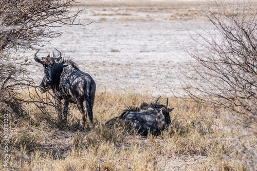 Fototapeta Naklejka Na Ścianę i Meble -  Two Blue Wildebeest -Connochaetes taurinus- also known as Gnus, hanging out on the edge of the salt pans of Etosha National Park, Namibia.