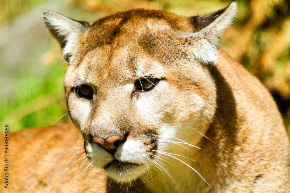 Naklejka premium Portrait of Beautiful Puma in autumn forest. American cougar - mountain lion, striking pose, scene in the woods, wildlife America
