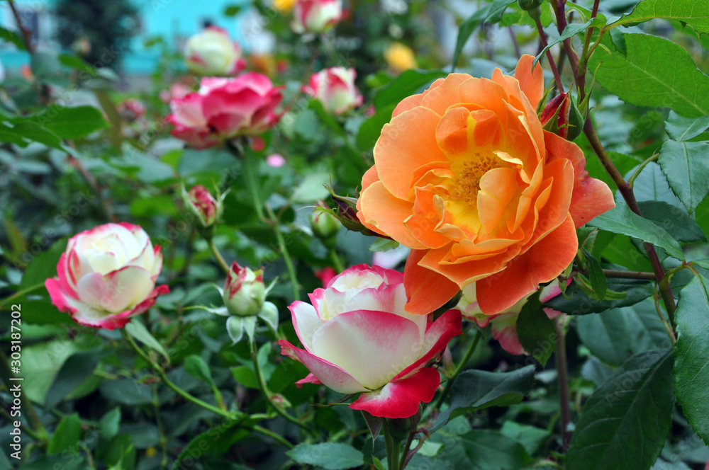 Red rose flower blooming in roses garden Red rose flower blooming in roses garden