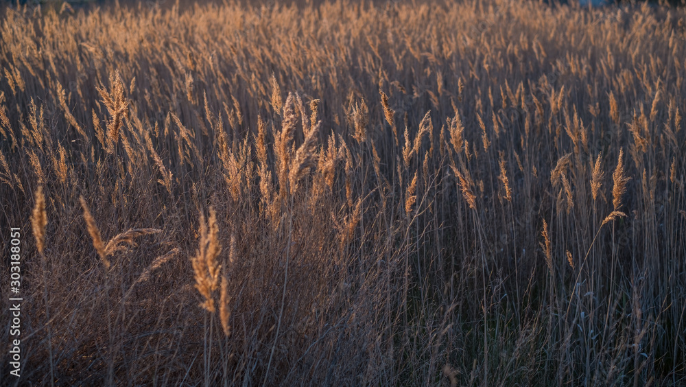 landscape of cortaderia selloana at sunset landscape of cortaderia selloana at sunset