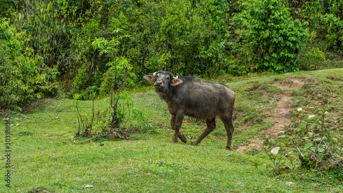 Water Buffalo in Mountains. Panchase, Nepal photo