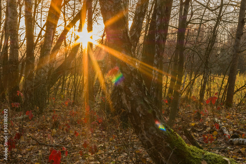 Ciepłe, tęczowe promienie słońca w brzozowym jesiennym lesie. © Achondryt