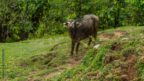 Water Buffalo in Mountains. Panchase, Nepal