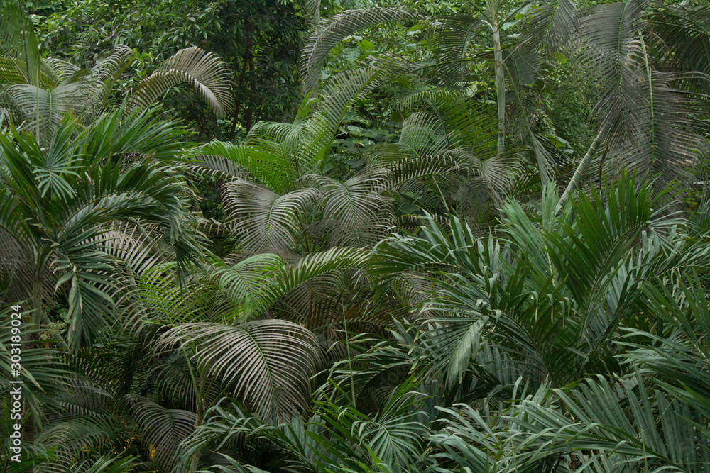 Urwald mit Palmen Urwald mit Palmen