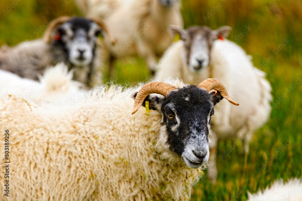 Obraz premium group of sheep in the Scottish highlands