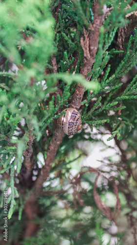 Caracol Durmiendo Tomando una Siesta Babosa
