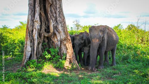 Canvas Print Bunch of elephants near a tree