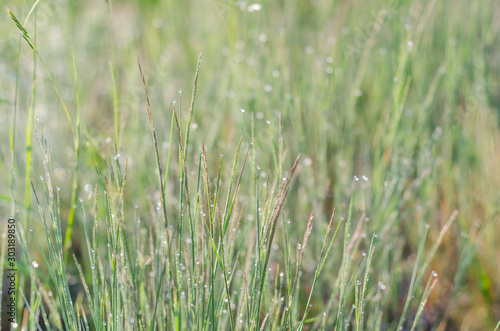 Summer green natural background of grass with dew