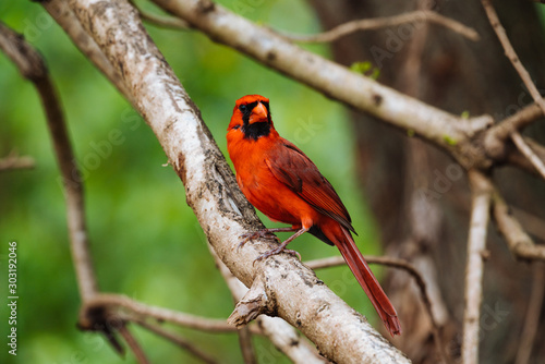 Red Cardinal bird sitting on the branch in Hawaii nature